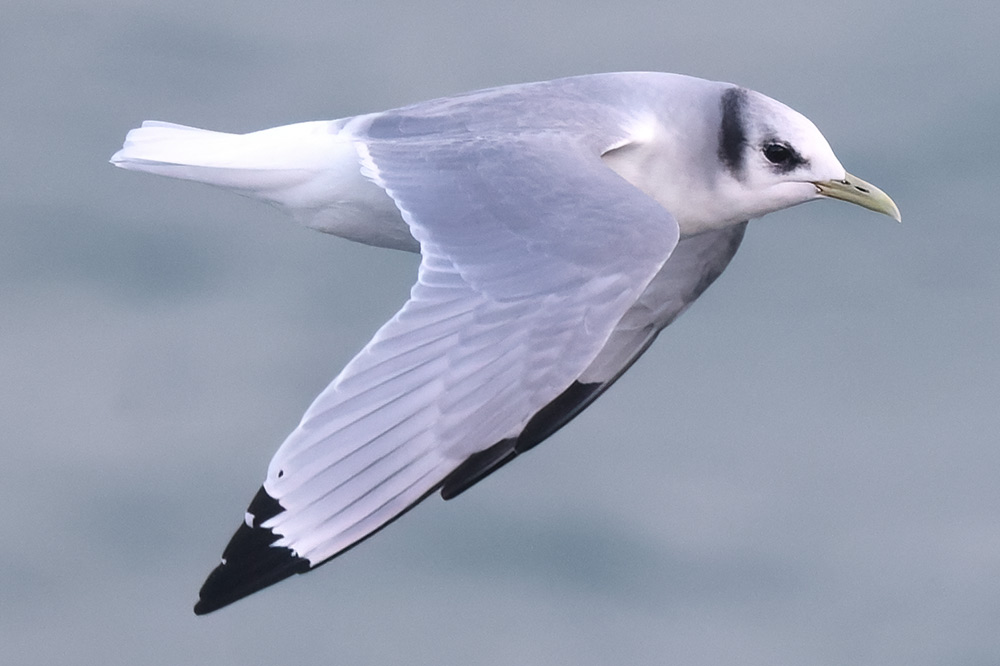 Kittiwake